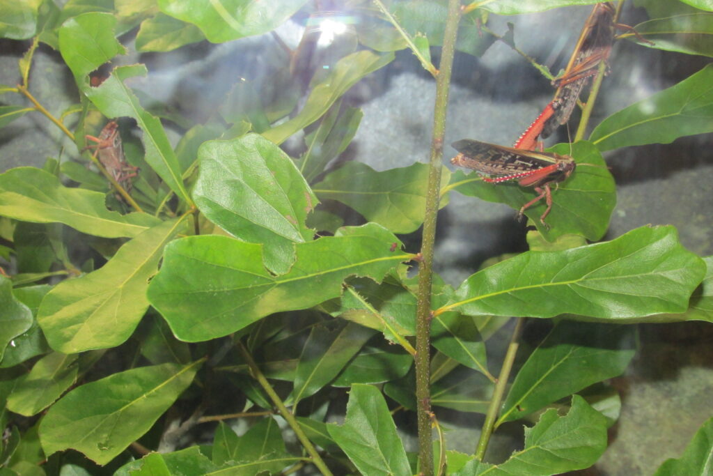 insects botantical garden & insectium