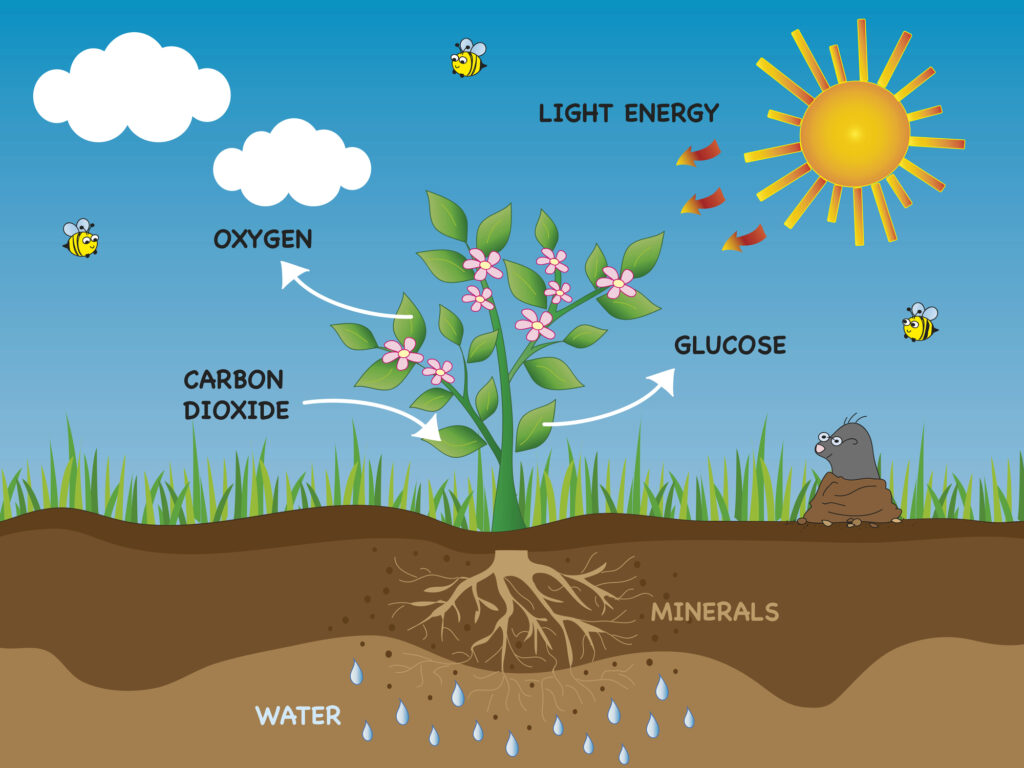 The process of photosynthesis; chart for student learning during spring activity