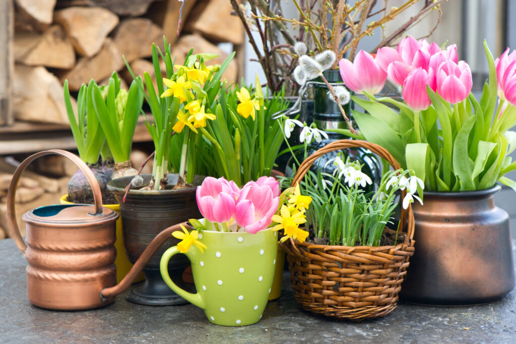 spring plants in pots