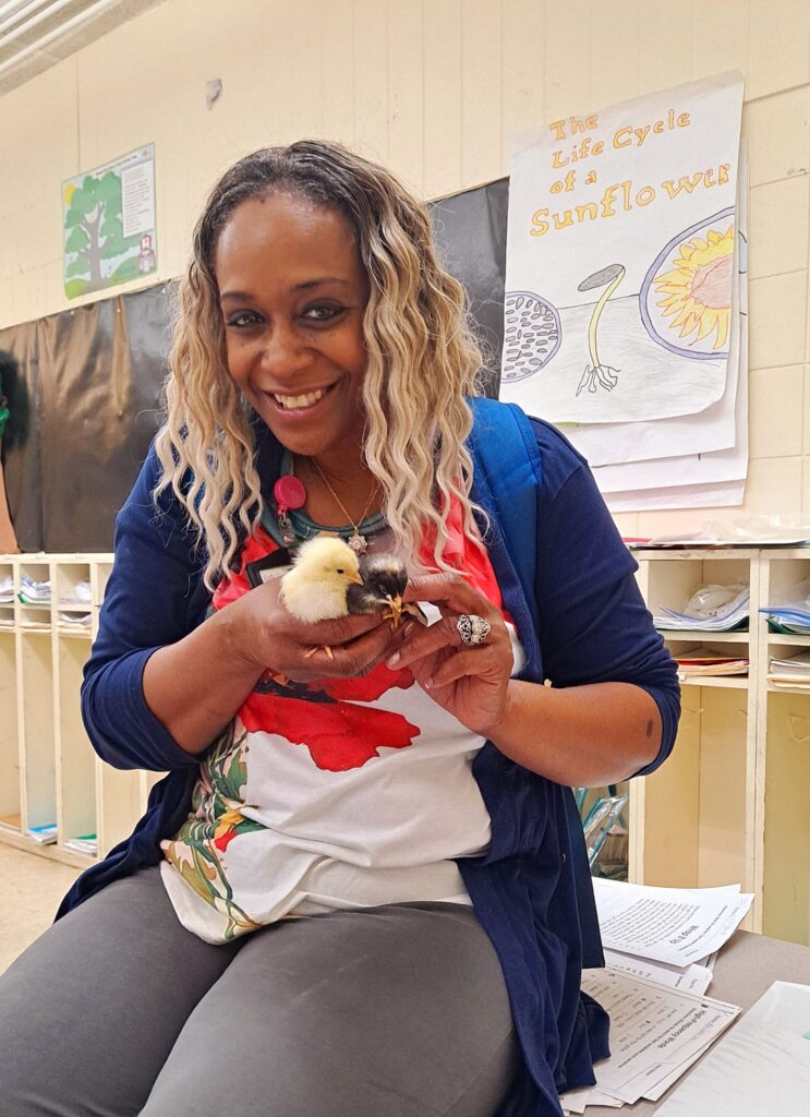 Teacher with baby chicks in the classroom