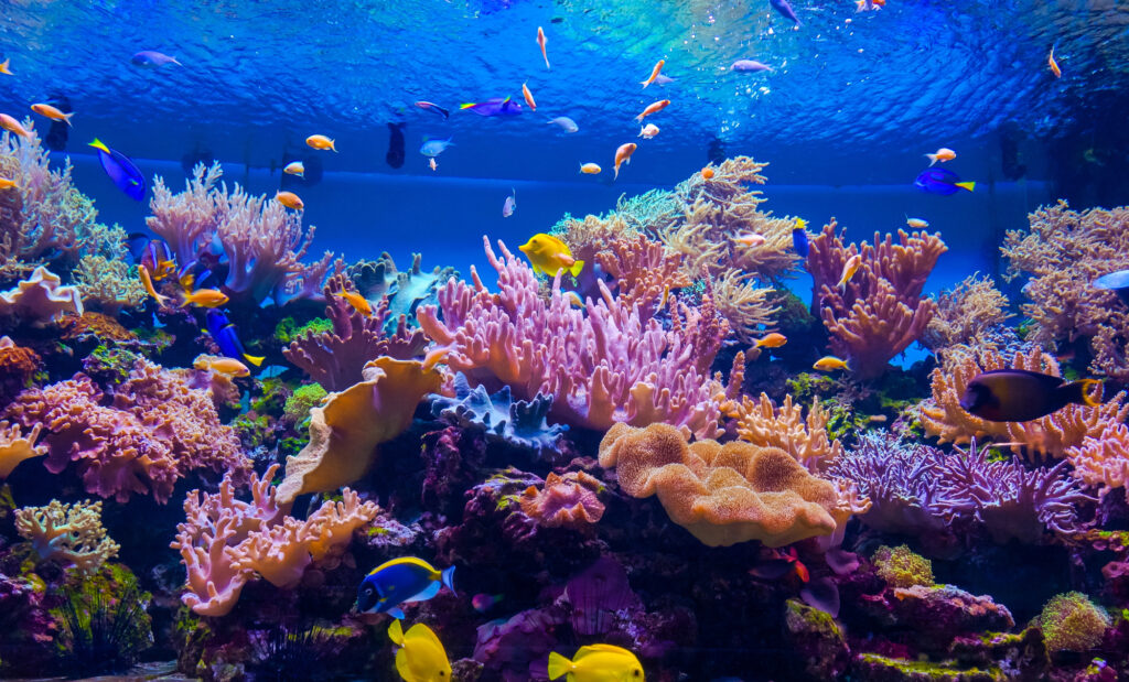 Barrier reef from virtual field trip
