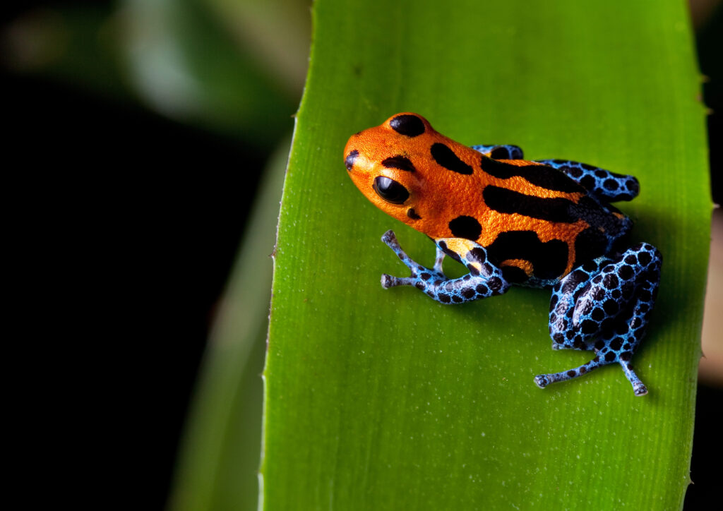 rainforest poison frog