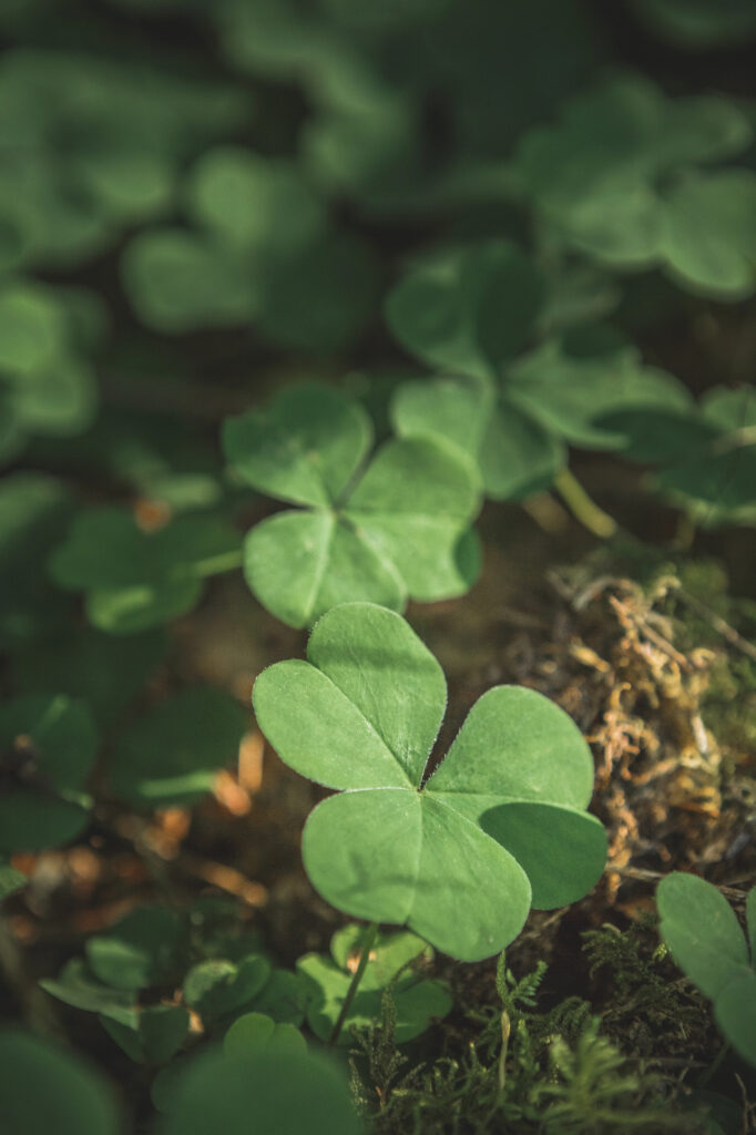 Saint Patrick's Day Shamrocks growing in the forest