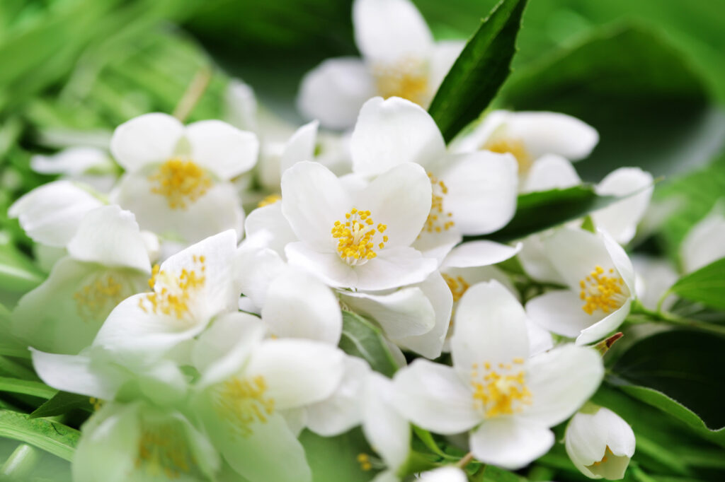 jasmine flower to use as a scent for the spring classroom 
