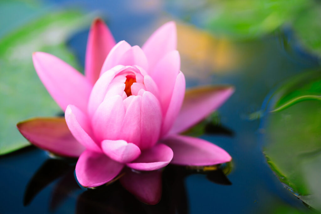 Lotus flower floating in water used to teach theme