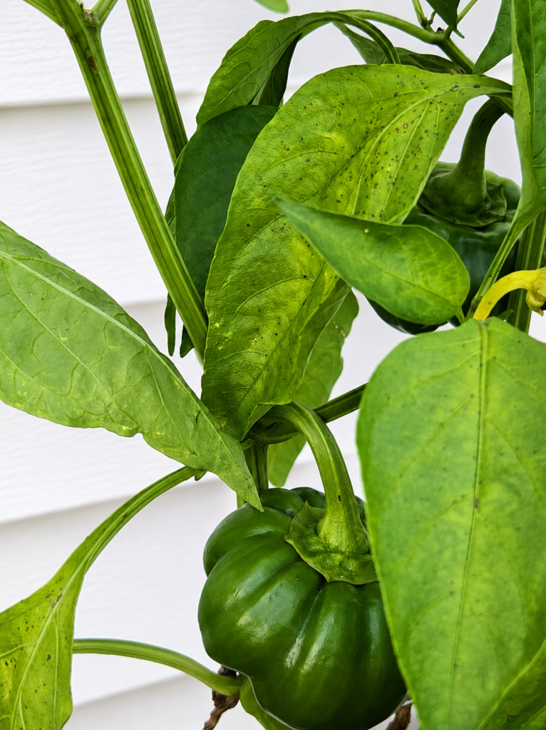 bell pepper growing in small raised garden